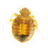 Cimex lectularius (Xinxa)